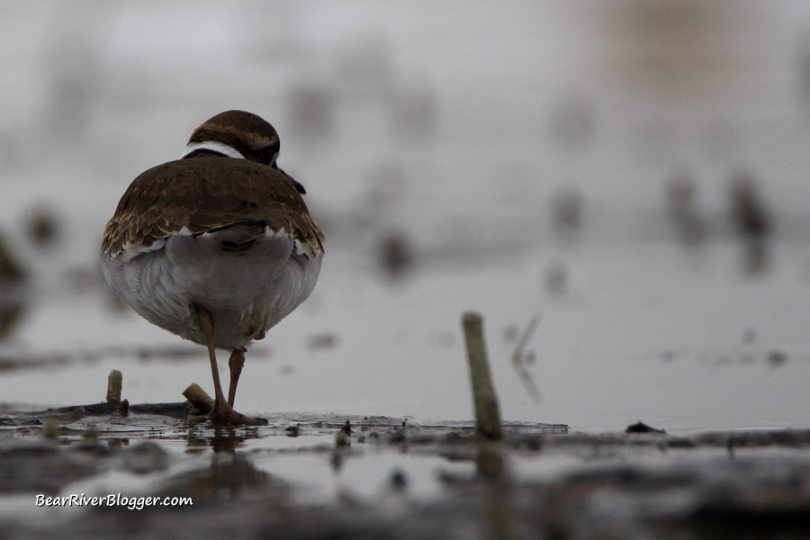 killdeer at Farmington bay