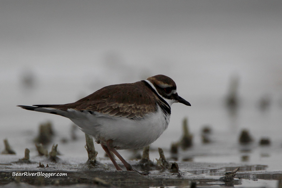 killdeer at Farmington bay