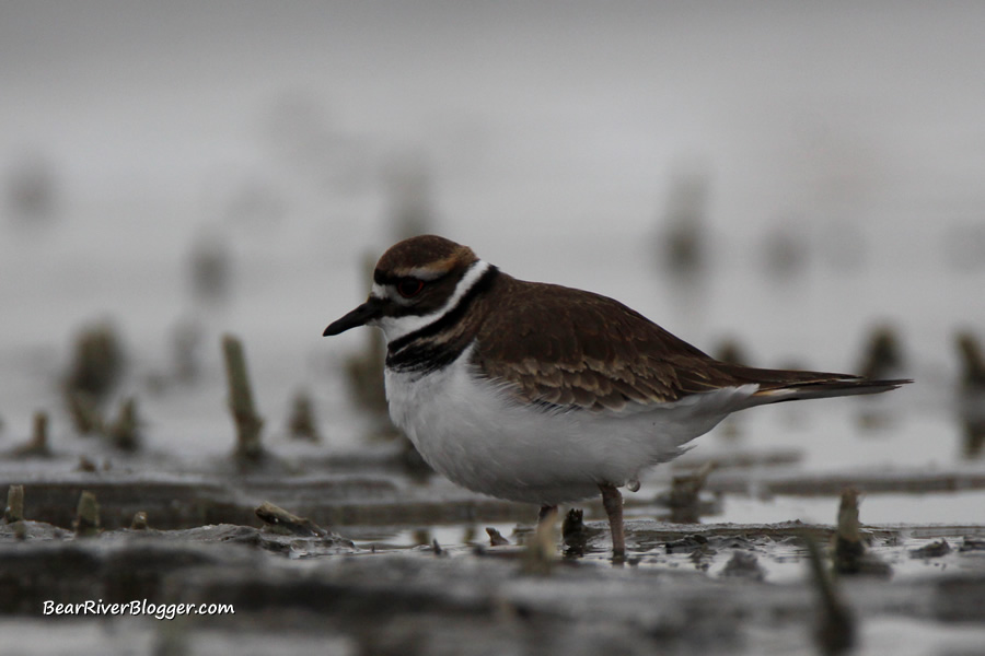 killdeer at farmington bay