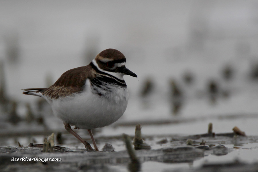 killdeer standing in a shallow pond