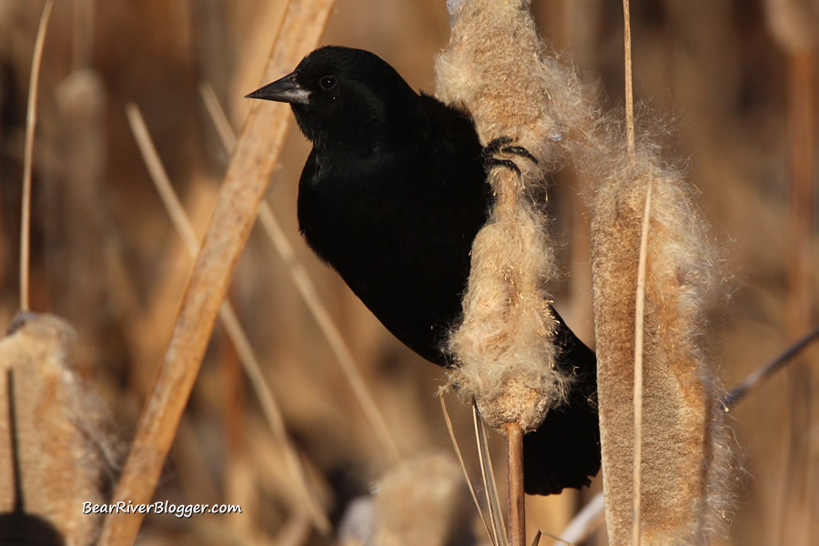 red-winged blackbird perched on a cattail
