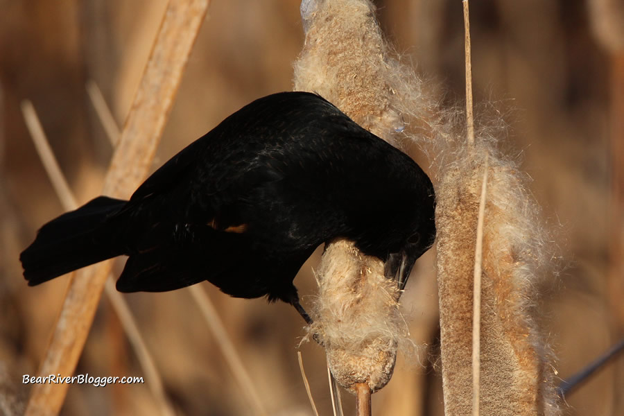 red-winged blackbird eating cattail seeds
