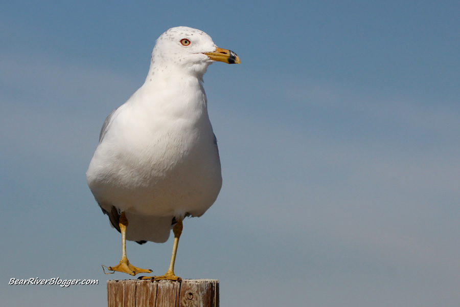 ring-billed gull on a pole