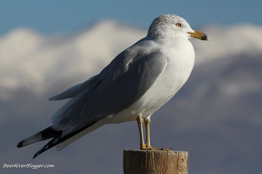 ring-billed gull perched on a wooden pole