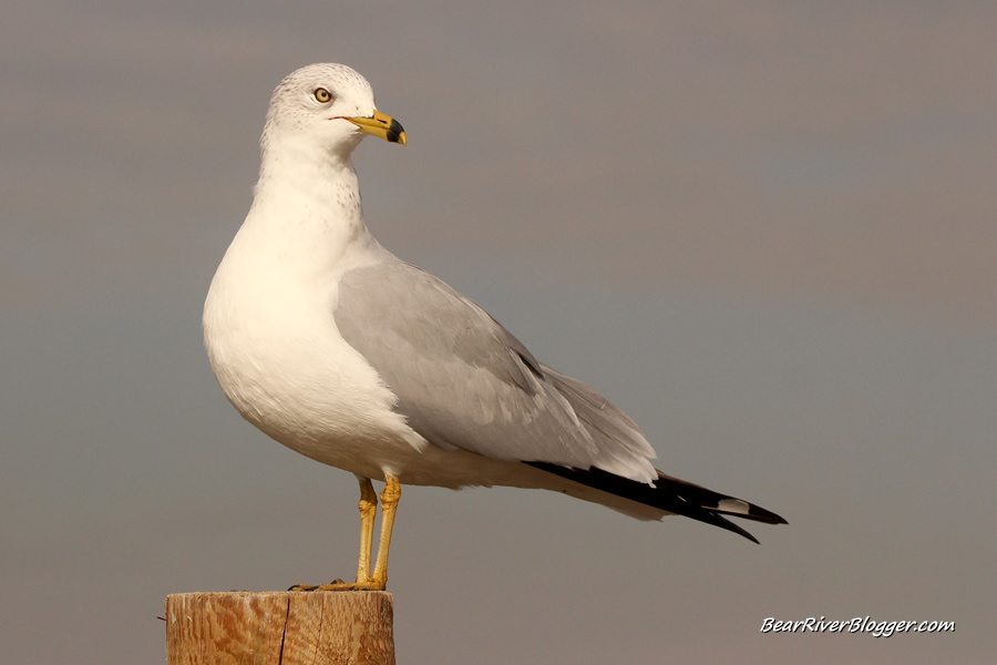 ring-billed gull on a pole at farmington bay