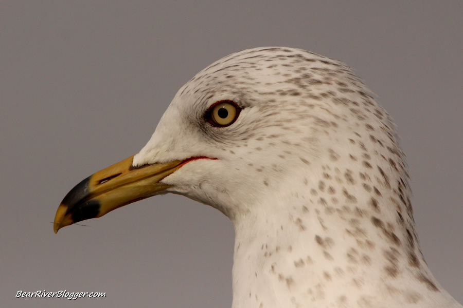 close-up of a ring-billed gull