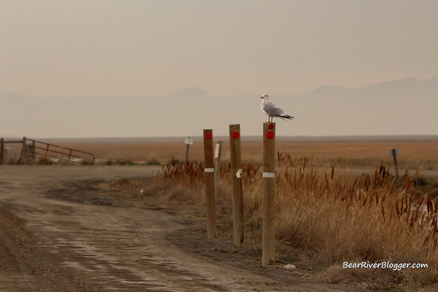 ring-billed gull on a pole at farmington bay
