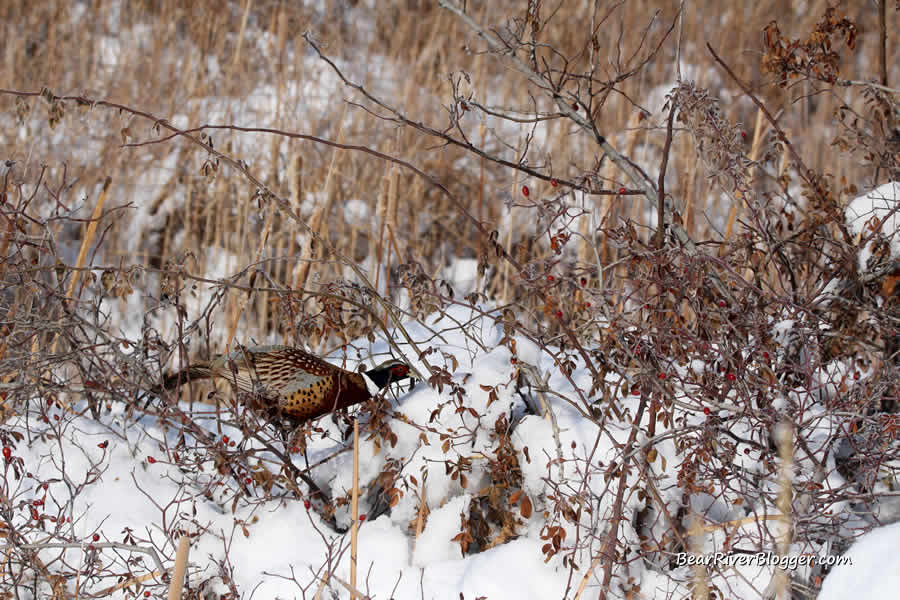 rooster ring-necked pheasant eating rose hips from a wild rose bush