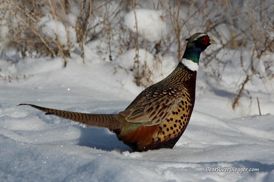 male ring-necked pheasant standing in the snow