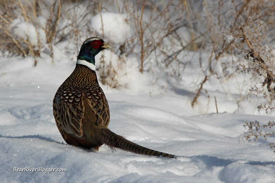 ring-necked pheasant standing in the snow