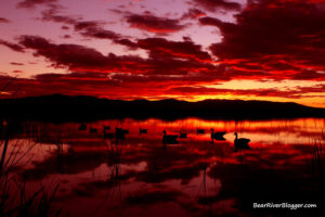 sunset with ducks and geese on the water