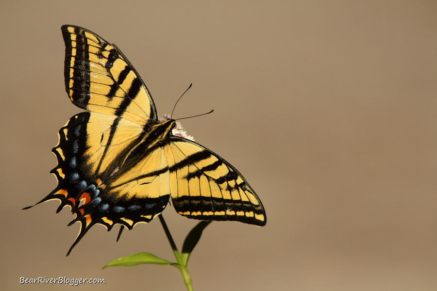 two-tailed swallowtail butterfly on a wildflower