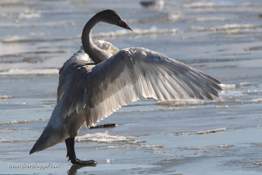trumpeter swan on the ice at the bear river migratory bird refuge