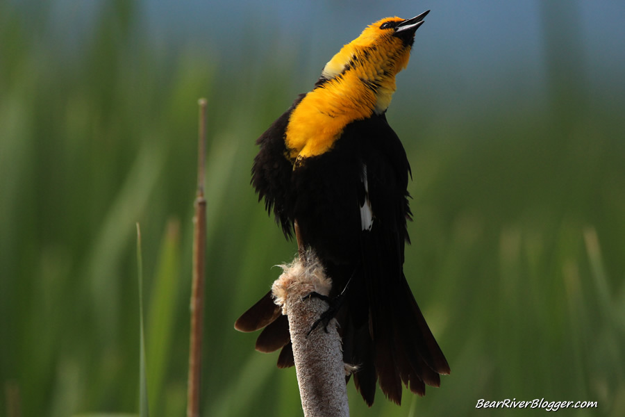 yellow-headed blackbird singing atop a cattail