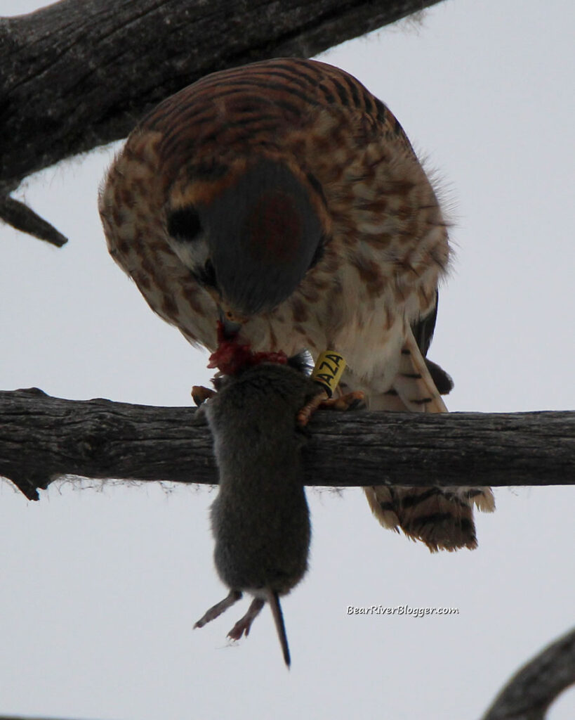 leg banded American kestrel eating a rodent