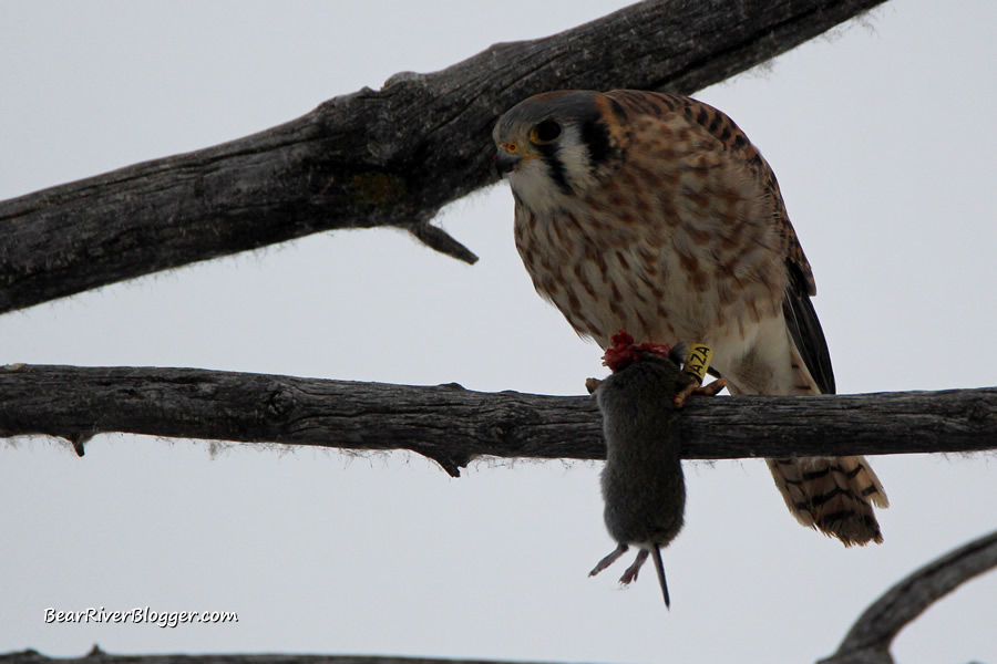 leg banded American kestrel at Farmington bay