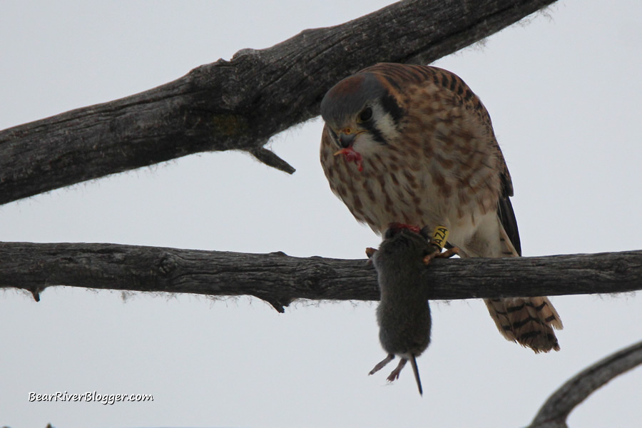 leg banded American kestrel on a branch at Farmington bay