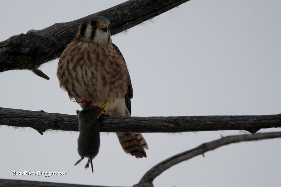 leg banded American kestrel eating a rodent