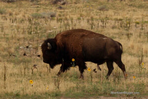 cowbirds following bison on Antelope Island