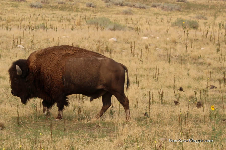 birds following bison on Antelope Island