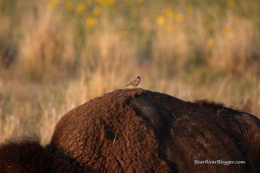 cowbirds eating flies while sitting on the back of a bison