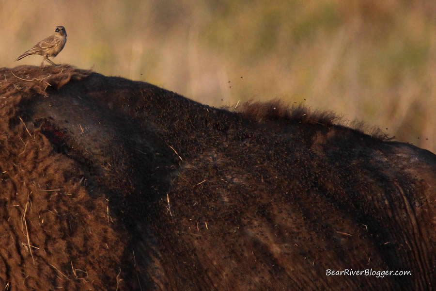 cowbird on the back of a bison on Antelope Island