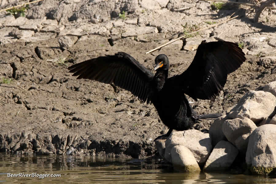 cormorant standing on a rock drying its wings