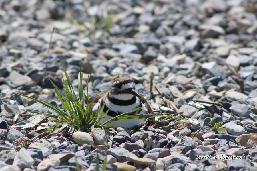 killdeer on a nest in some gravel