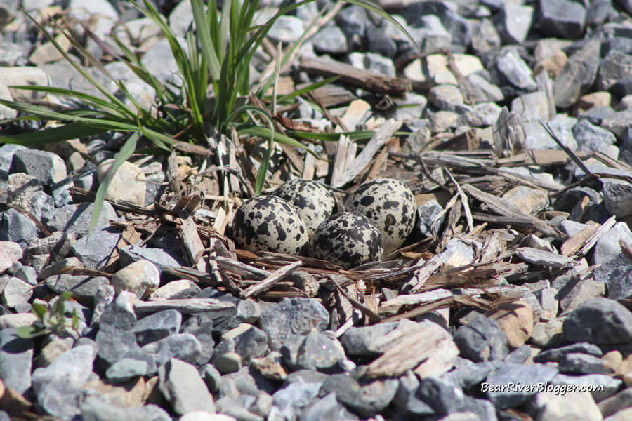 killdeer nest in some gravel