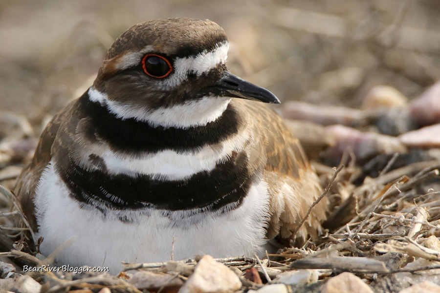 killdeer sitting on a nest on the bear river migratory bird refuge auto tour route
