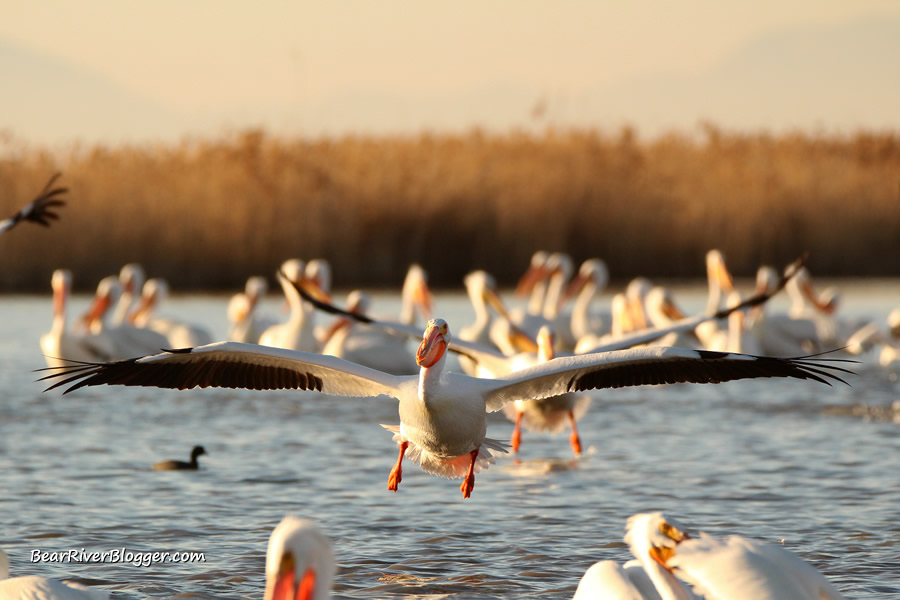a flock of American white pelicans