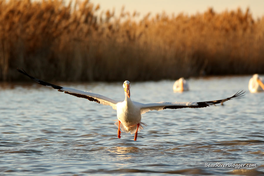 American white pelican in flight