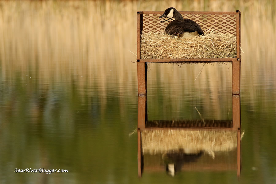 Canada  goose nesting platform at Farmington Bay
