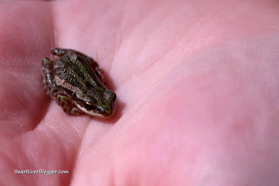 a chorus frog in the hand