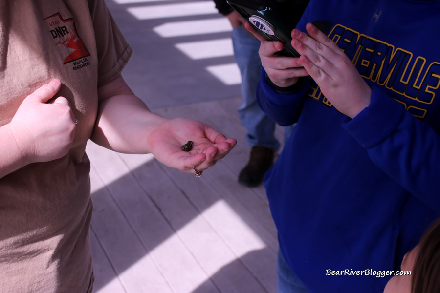 Haley Pace with the Eccles Wildlife Education Center holding a chorus frog