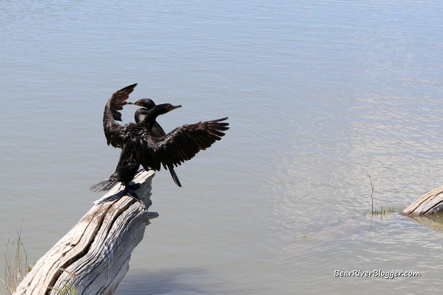double-crested cormorant drying its wings on the bear river