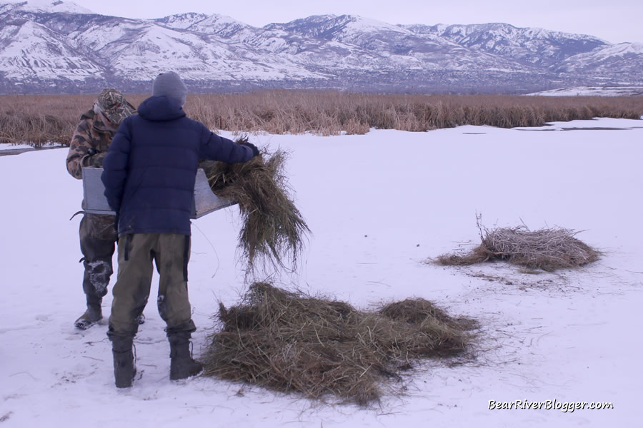 cleaning out Canada goose nesting platforms at Farmington Bay