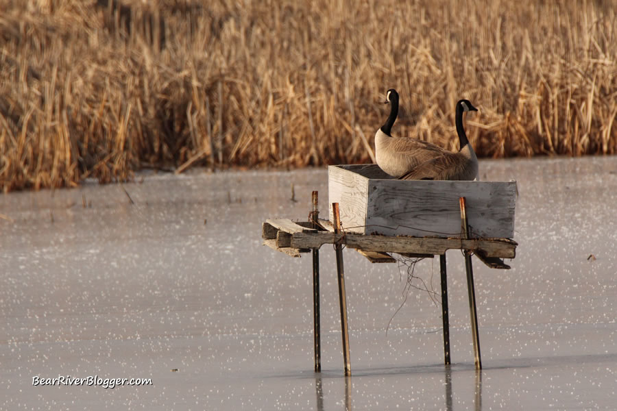 Canada goose in an artificial goose nesting platform at Farmington Bay