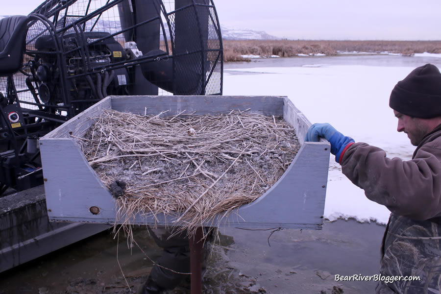 Canada goose nesting platform with a great blue heron nest inside it