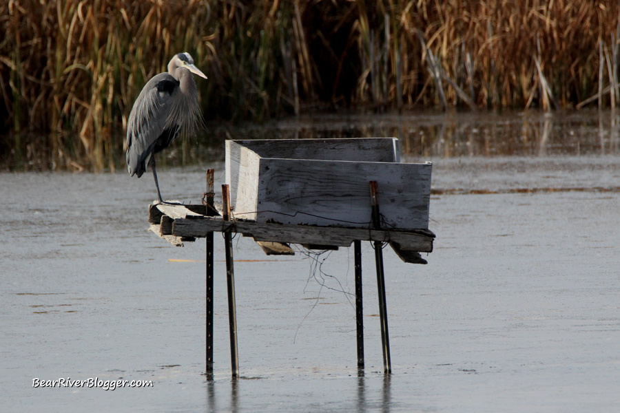 great blue heron on a Canada goose nesting platform at Farmington Bay