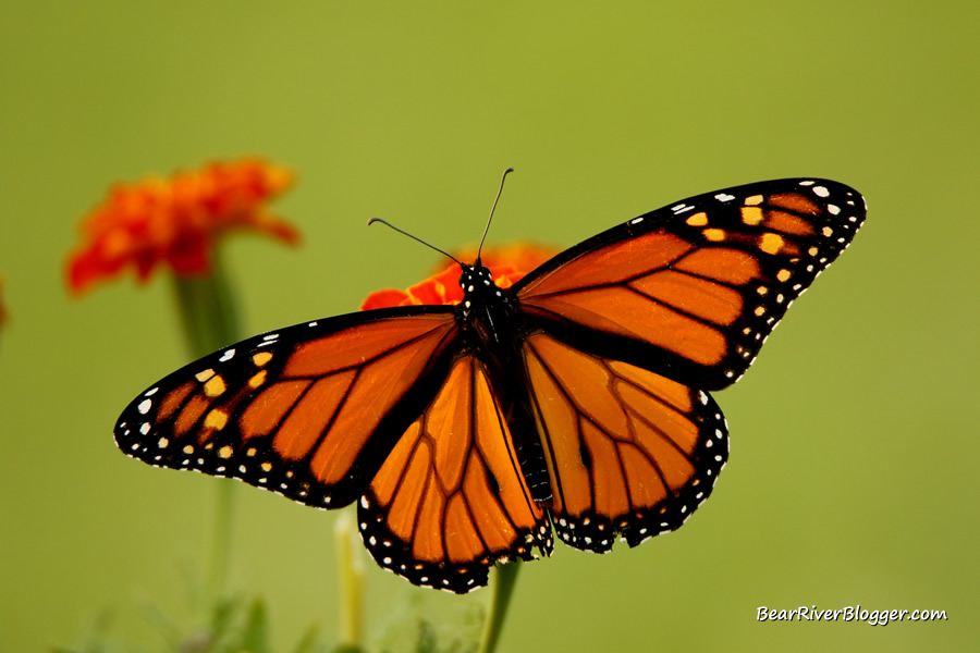 male monarch butterfly on a flower