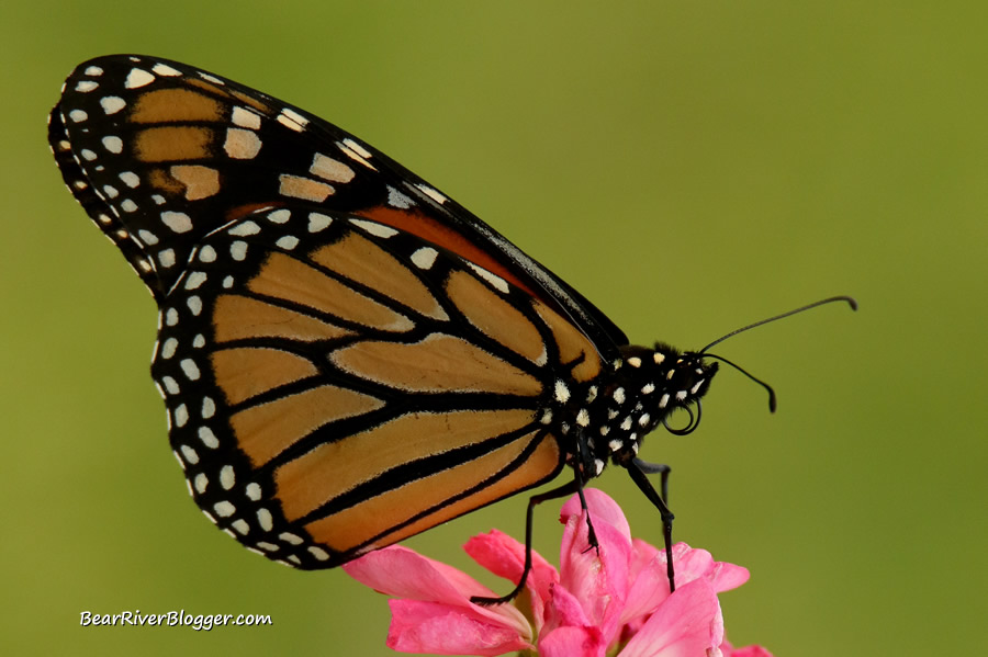 monarch butterfly on a pink flower
