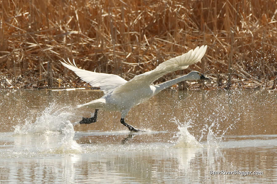 tundra swan running on the surface of the water to take to flight 