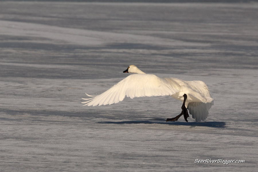 tundra swan on the Bear River Migratory Bird Refuge auto tour route running on the ice as it takes to the air in flight