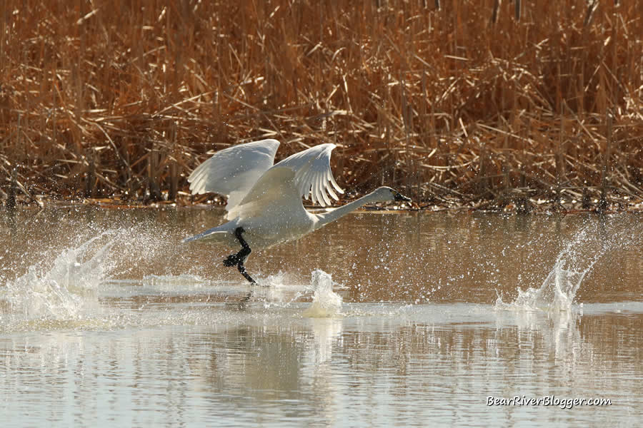 tundra swan running on the surface of the water to take to flight
