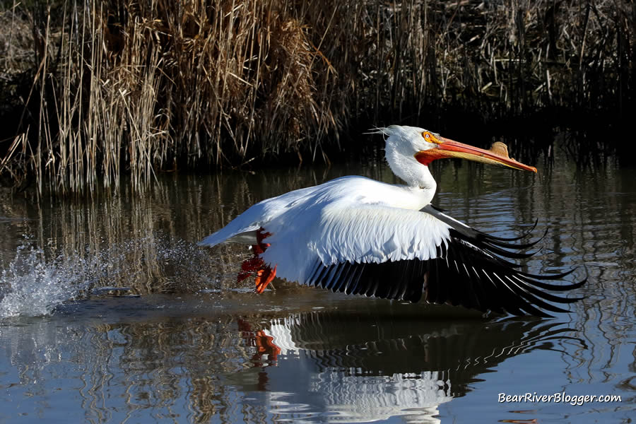 American white pelican taking off from the water on the bear river migratory bird refuge