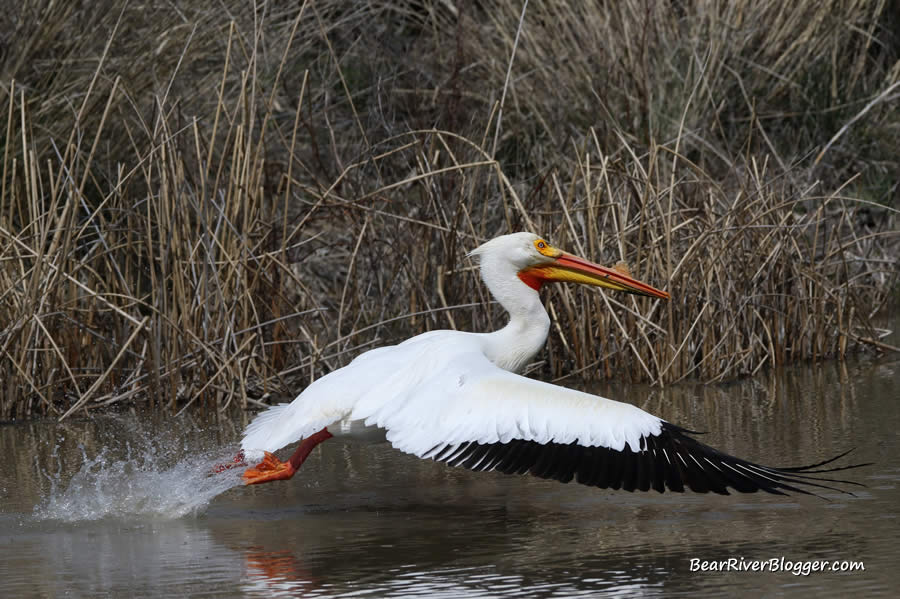 American white pelican taking off from the water on the Bear River Migratory Bird Refuge auto tour route