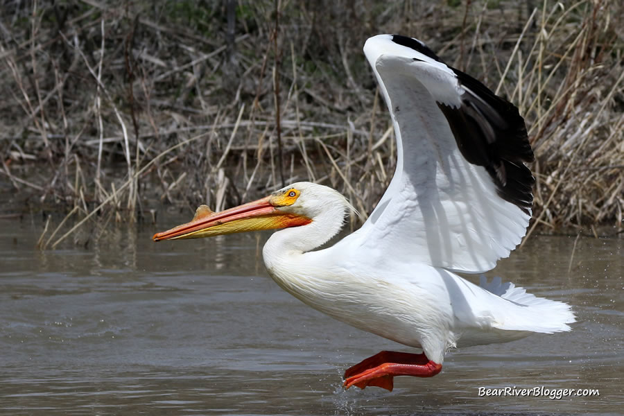 side view of an american white pelican taking to flight on the Bear River Migratory Bird Refuge