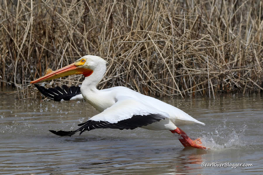 taking to the air is an american white pelican on the bear river migratory bird refuge