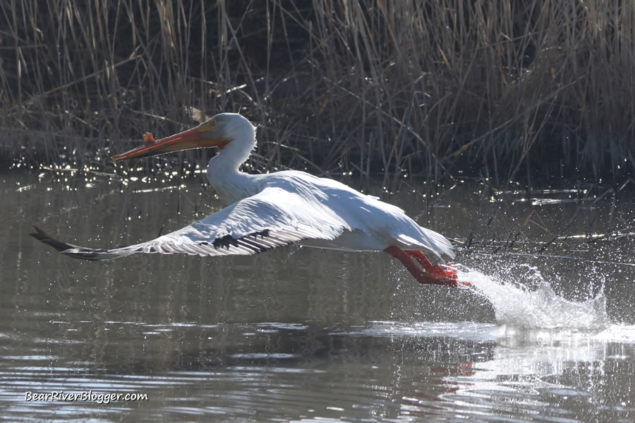 American white pelican taking off from the water